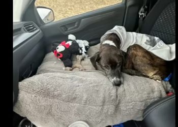 혹한 설산서 실종 43일 만에 구조 … 22kg 몸무게 12kg