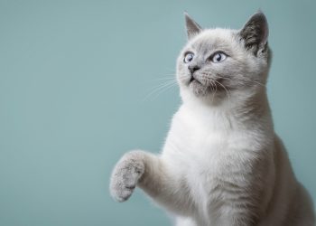 “잠든 주인 얼굴 치며 깨웠다”…화재 알리고 숨진 반려묘