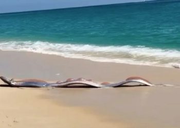 멕시코 해변에 등장한 ‘종말의 물고기’