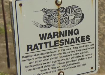 남가주 해안 지역 방울뱀 출몰 증가, 물림 사고 빈발