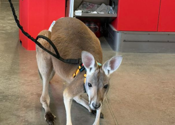 “기저귀 찬 채 동물원 탈출”… 캥거루 도주 끝 무사 귀환