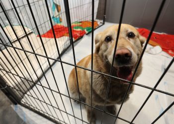 후원금 받고 구조라더니 10년 간 철창에 가둬