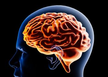 냉동 쥐 뇌세포 ‘부활’ 성공…SF영화 ‘냉동수면’ 현실 되나