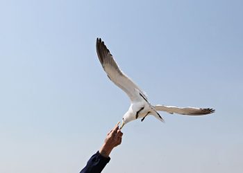 딸 감자튀김 노린 갈매기 죽인 남성, 징역 8개월 … “솜방망이 처벌”반발