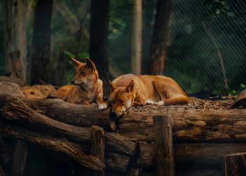 “딩고 떼에 쫓기다 바다로” … 19세 여행객 익사