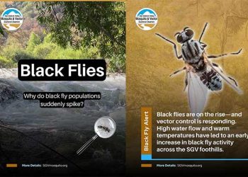 “눈 물어뜯는다” … 샌가브리엘 밸리 ‘흡혈 파리’ 떼 급증