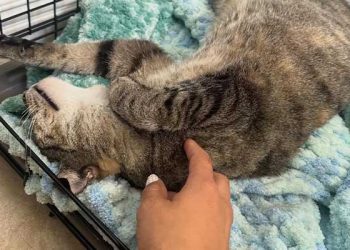 사우스 LA서 고양이 잇단 총상…공기총 학대 의혹