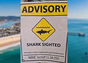 뉴포트비치 8피트 백상아리 출현 … 서퍼 주변 맴돌아