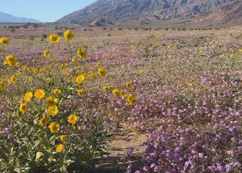 10년 만의 황홀한 변신… 데스밸리 ‘슈퍼블룸’ 야생화 뒤덮였다.