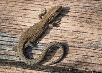 “폭염에 도마뱀도 대피”… UCLA 과학관 ‘악어도마뱀’ 난입