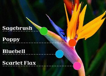 28 LA 올림, 캘리포니아 봄꽃 테마 그래픽 공개