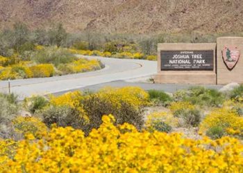 조슈아트리 인근 멸종위기 서식지에 희토류 광산 추진…환경 우려 확산