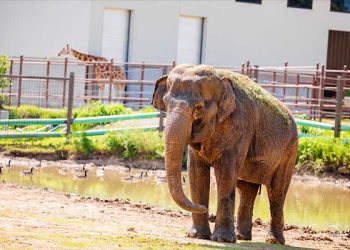 LA 동물원 이송된 코끼리 티나, 생명 위협