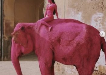 코끼리가 왜 분홍색으로?…사진 한 장 ‘발칵’
