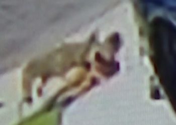 집 앞에 서 있던 4살 아이 코요테가 덮쳐…바닥으로 끌어넘겨 물어