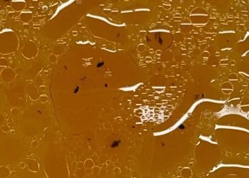 샤브샤브 속 이물질, 자세히 보니 ‘벌레’?…”토할 것 같다”