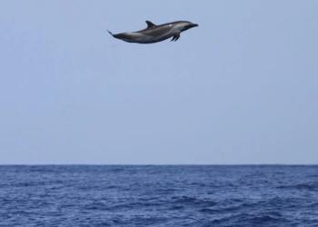 경이로운 장면 … ‘에어 돌고래’, 4.5m 날아올라