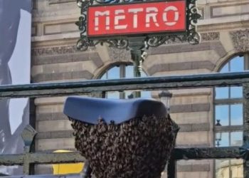 파리 루브르 앞 ‘벌떼 습격’…자전거 안장에 1만 마리