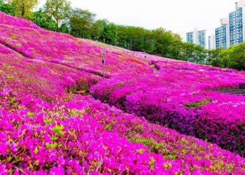 [한국 가면] “벚꽃 지니 철쭉 세상” … 100만 그루 진분홍 꽃물결