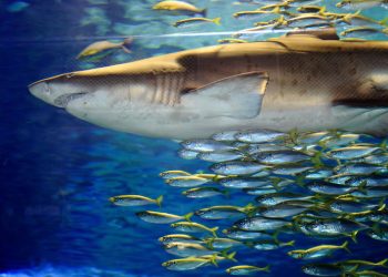 ‘피로 물든 몰디브 신혼여행’