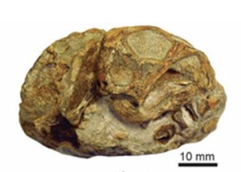 “포유류도 처음엔 알 낳았다”…2억5000만년 전 화석의 비밀
