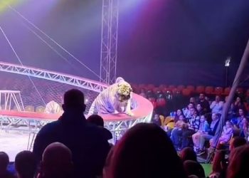 러시아 서커스 도중 호랑이가 눈앞에서 탈출