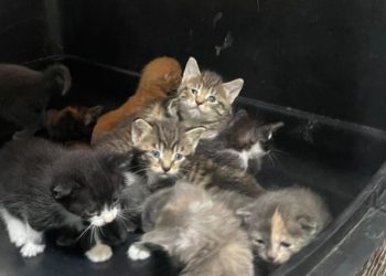 오물 속 고양이 130마리 ‘끔찍’ … 동물보호단체 “사상초유 사태”