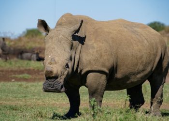 코뿔소 보호하려다 … 밀렵방지 활동가 세상 떠나