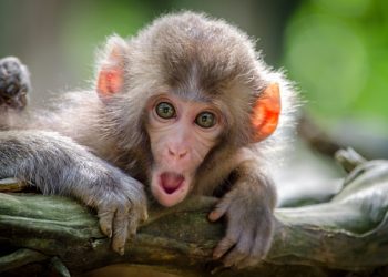 “전쟁보다 무서운 원숭이”…호르무즈 가던 미군, 돌발 습격 후송