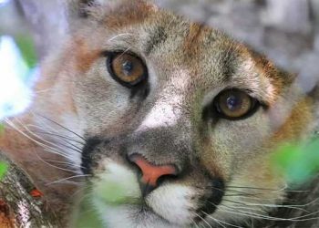 주택가 나무 위 ‘산사자’ … 사우전드오크스 주민들 긴장