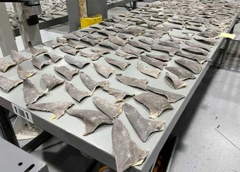 상어 5만 마리 학살 흔적 … 미 항구서 ‘지느러미 밀수’ 100만달러 규모 적발