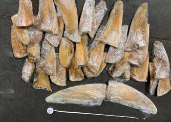 하와이 출발 항공기서 샥스핀 무더기 적발