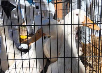 “주택서 오리 480마리 구조” … ‘동물 과밀 사육’ 충격