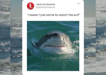 헌팅턴 비치 10피트 대형 상어 출현…해역 봉쇄·서핑대회 중단