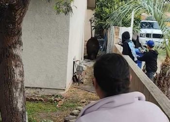 필모어 주택가에 곰 출몰 … 주민 몰려들며 ‘위험한 구경’