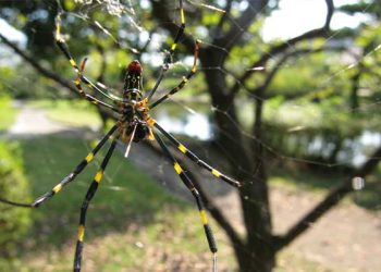 손바닥만 한 ‘하늘 나는 거미’ 공포 확산 … 남가주서도 목격