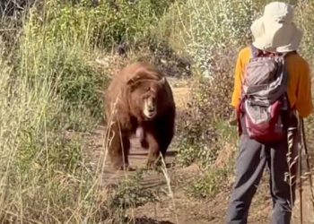 “마운트 윌슨서 흑곰 마주친 등산객, 필사적 저항”(영상)