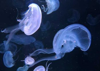 “예쁘다고 만졌다간 큰일” … 말리부 해변 해파리떼 출현