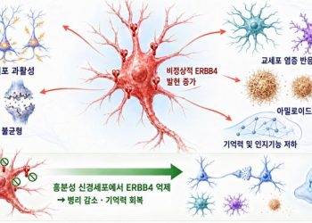 치매 악화 스위치 찾았다…단백질 하나 억제하니 기억력 회복
